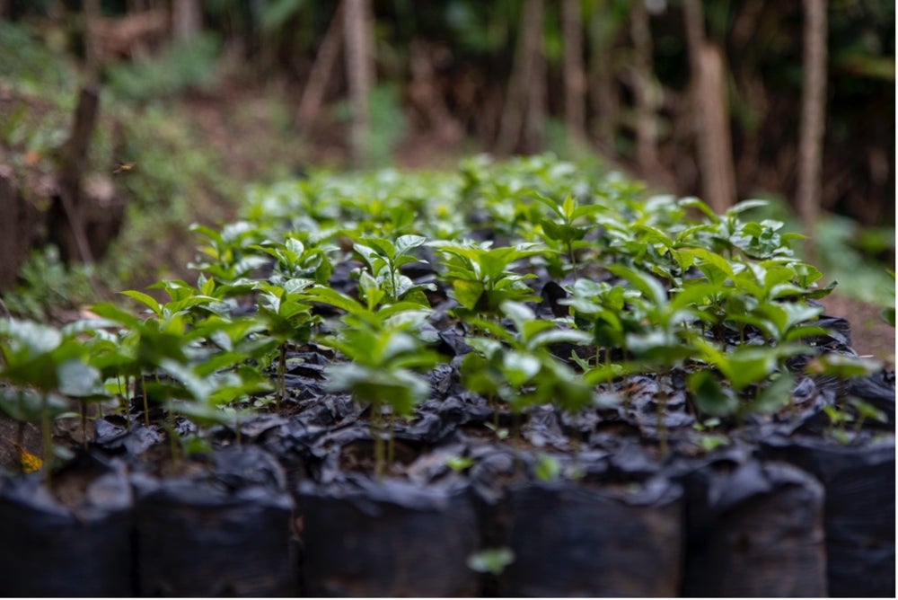 KeysCoffees's tweet photo. The process of growing coffee trees necessitates a significant measure of patience, unwavering dedication, and an intricate comprehension of their distinctive life cycle. https://t.co/91FQBWxAF8