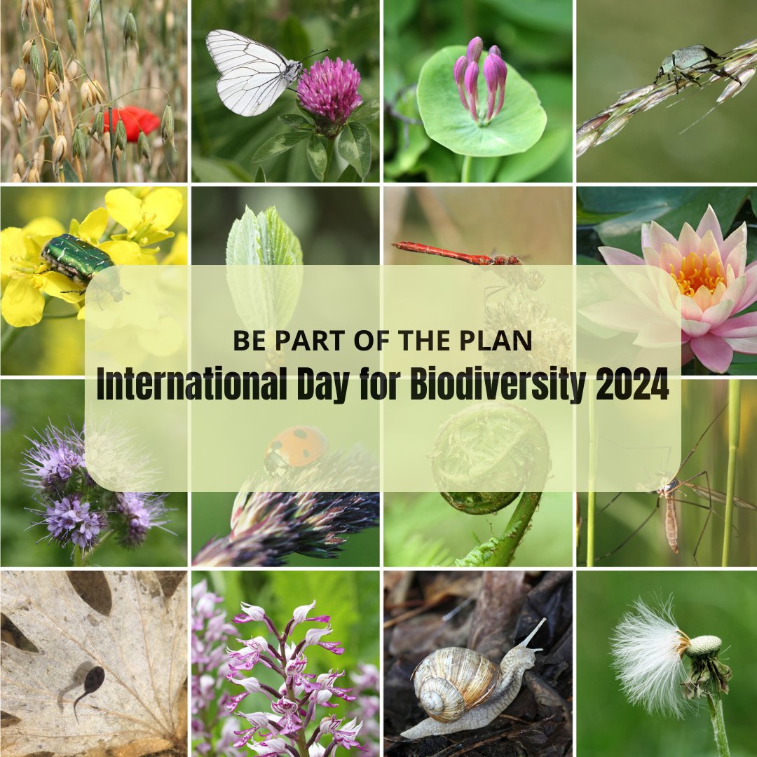 The International Day for Biodiversity provides an invaluable opportunity to highlight the complex connections between biodiversity, human well-being, and the overall health of our planet. #BiodiversityDay2024 #BePartOfThePlan