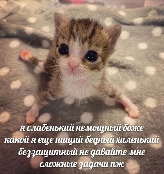 cats, i love cats (@catsilcats) on Twitter photo 2024-05-22 05:59:58