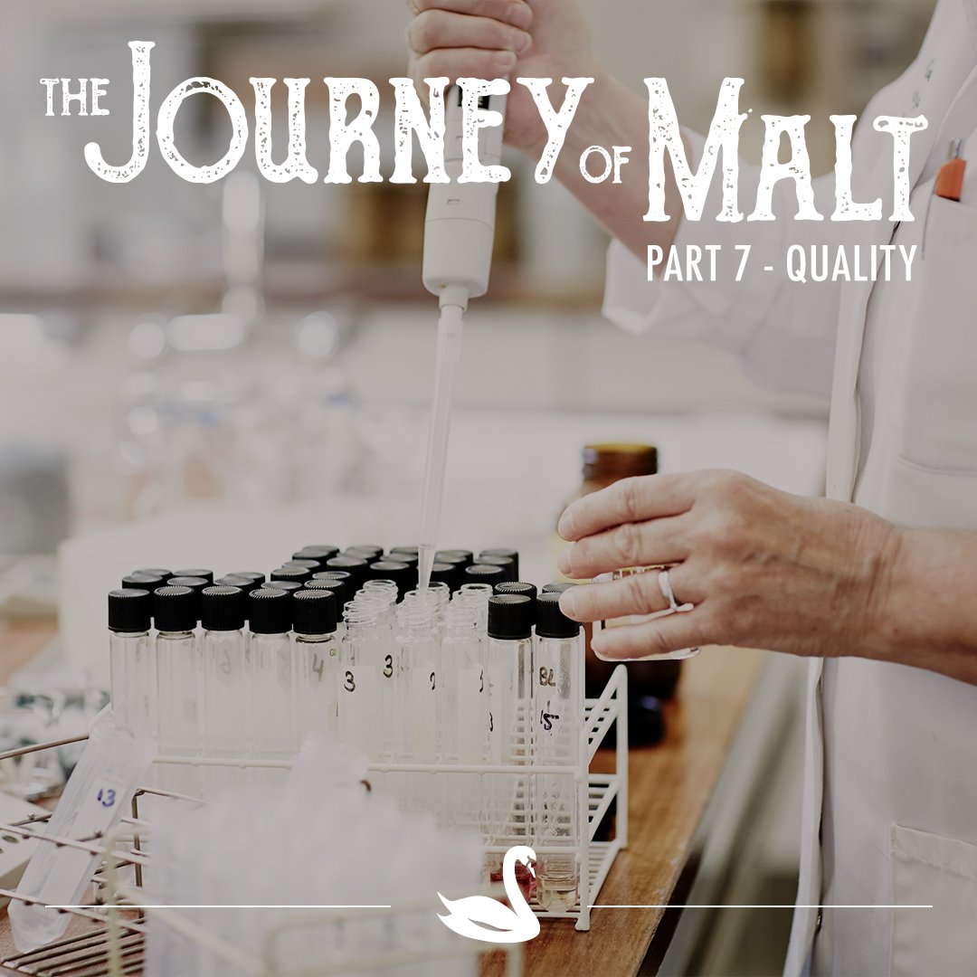 Between all steps, we constantly test the quality of the malt. We make sure the product is free from inconsistencies. Read our blog: zurl.co/Ra2y  
#TheSwaen #MakingMaltACraft #Malting #Malt #Malthouse #Brewery #FamilyBusiness #Quality #TheJourneyOfMalt