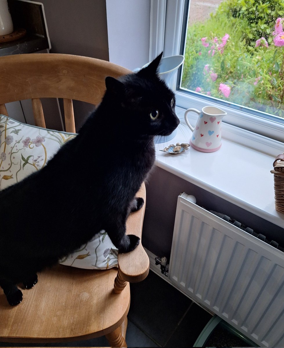 So what do you think of the #rain, Storm? Rubbish! I got absolutely soaked on my quick early #walk this morning, even in waterproofs and with an umbrella! It's a proper #wetwednesday in #Norfolk ☔️🐈‍⬛☔️🐈‍⬛☔️🐈‍⬛☔️🐈‍⬛☔️