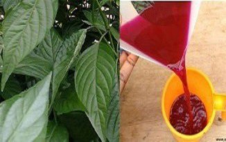 HerbalistChief's tweet image. This plant is called “HOSPITAL TOO FAR or Jehovah witness blood tonic”.

It increases haemoglobin levels faster than any synthetic haematinics (blood tonic). 

Get a handful of the leaves and boil with water for 15-20 mins. Drink a teacup twice daily. 

Nature heals. 
#BackToEden