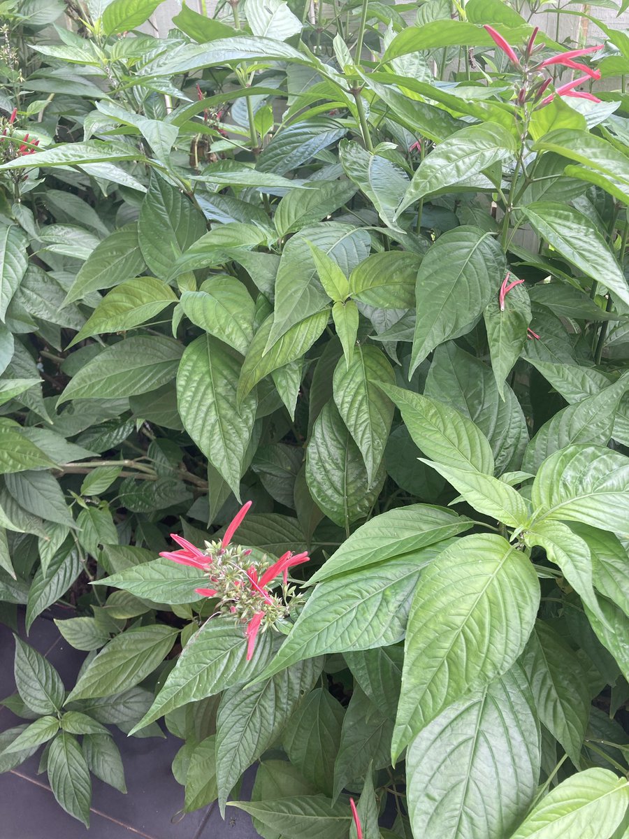 HerbalistChief's tweet image. This plant is called “HOSPITAL TOO FAR or Jehovah witness blood tonic”.

It increases haemoglobin levels faster than any synthetic haematinics (blood tonic). 

Get a handful of the leaves and boil with water for 15-20 mins. Drink a teacup twice daily. 

Nature heals. 
#BackToEden