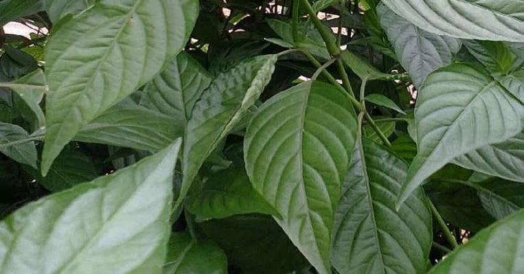 HerbalistChief's tweet image. This plant is called “HOSPITAL TOO FAR or Jehovah witness blood tonic”.

It increases haemoglobin levels faster than any synthetic haematinics (blood tonic). 

Get a handful of the leaves and boil with water for 15-20 mins. Drink a teacup twice daily. 

Nature heals. 
#BackToEden