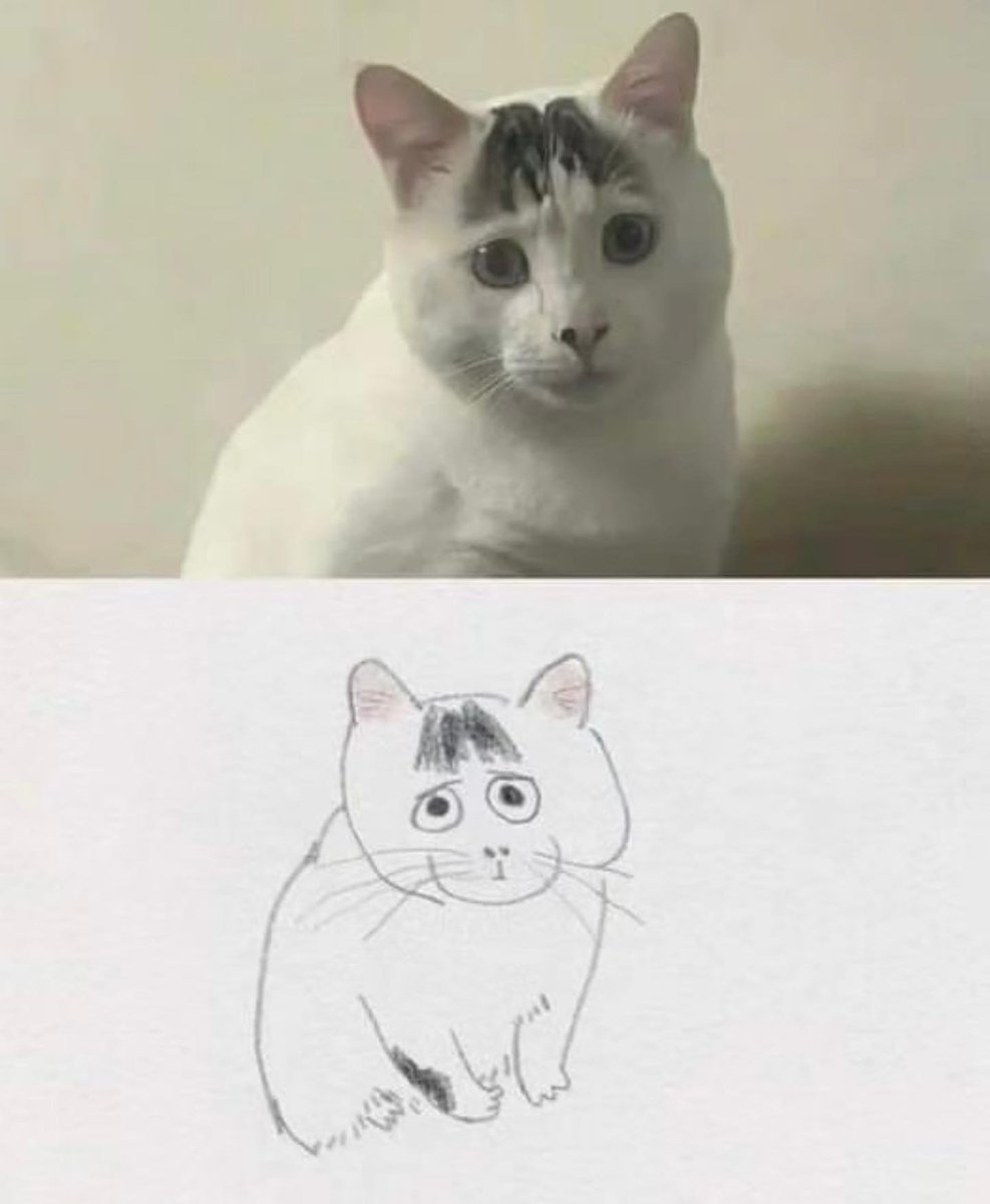 Punch Cat tweet media