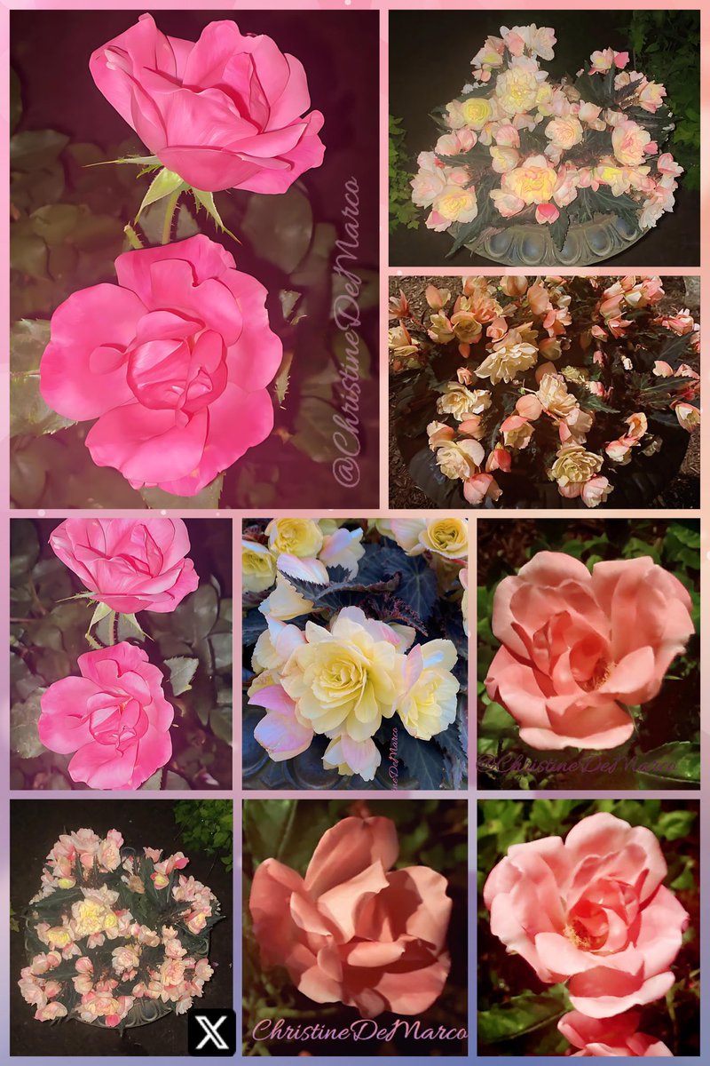Happy #RoseWednesday #RoseADay everyone. Hope you’re all doing well. Sharing my Knockout #Roses double flowering #Begonias (which  look very much like roses), Peach, Pink & Soft Yellow look well together. #MyGarden #MayFullMoon #FlowerMoon #CornPlantingMoon #MilkMoon #GardeningX