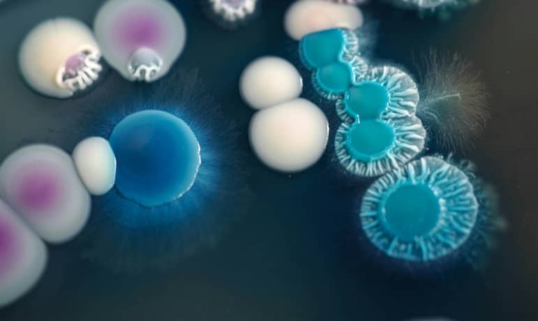 Rezafungine versus caspofungine bij candidemie en invasieve candidiasis: STRIVE en ReSTORE dlvr.it/T7DD8Q