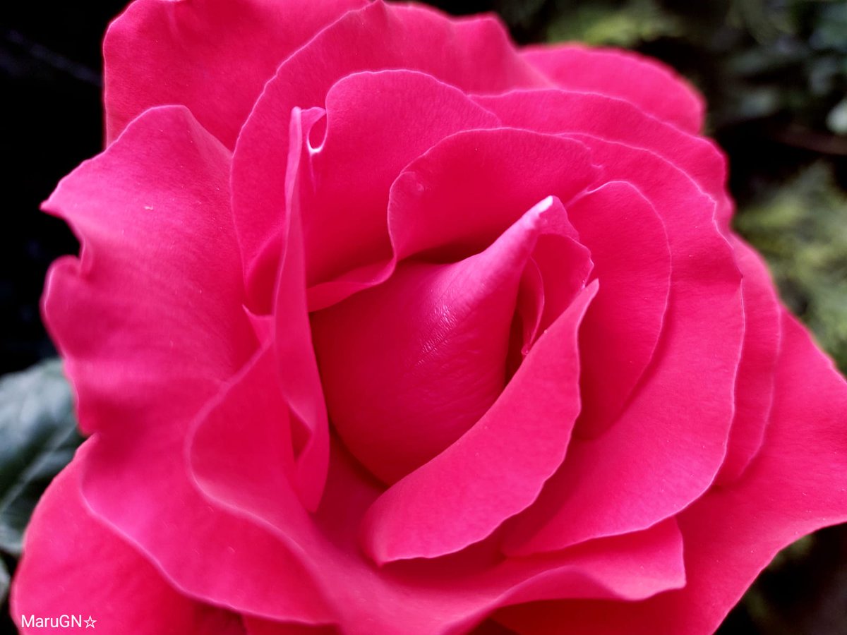 'Sonríe cuando te mires al espejo. Hazlo todas las mañanas y comenzarás a ver una gran diferencia en tu vida'. Yoko Ono #RoseWednesday #quotes #quotesoftheday #NatureTherapy #NaturePhotography #nature #treepeople #flowers #photography #StormHour #ThePhotoHour #hacerfotos