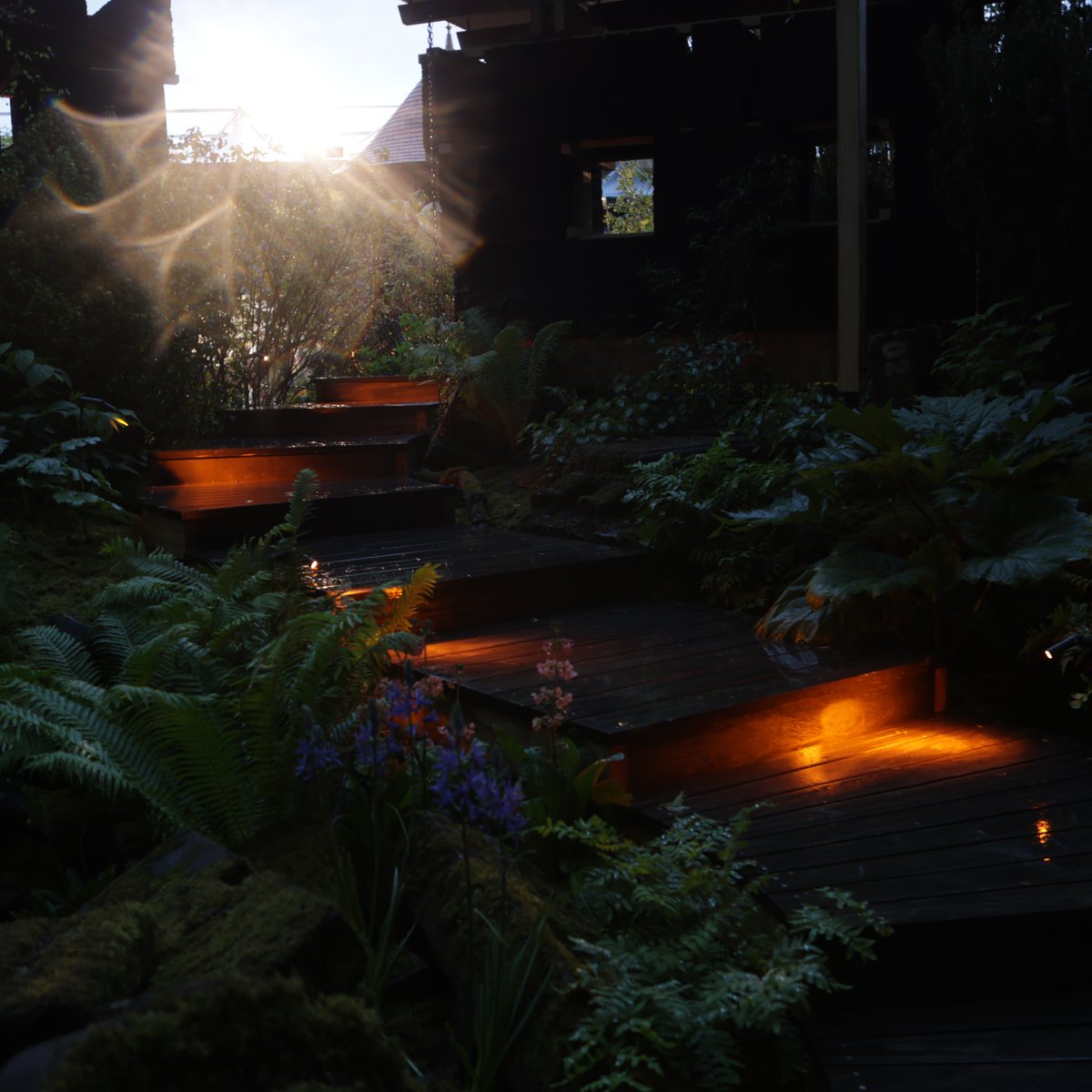 Warm orange tones against beautiful changes of level within the NAS Garden at Chelsea flower show 2024. Dark skies friendly lighting used to navigate the steps in 1800K - fully downward illuminating. #NASGarden #NationalAutisticSociety #SophieParmenterStudio #CSKArchitects