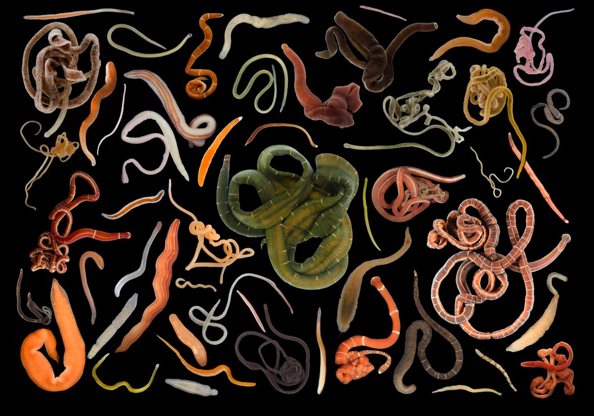 To celebrate #BiodiversityDay, a sample of the biodiversity of the Iberian nemertines #nemertea 

It's the cover of <a href="/fosilete/">fosilete</a> Ph. D.⬇️
