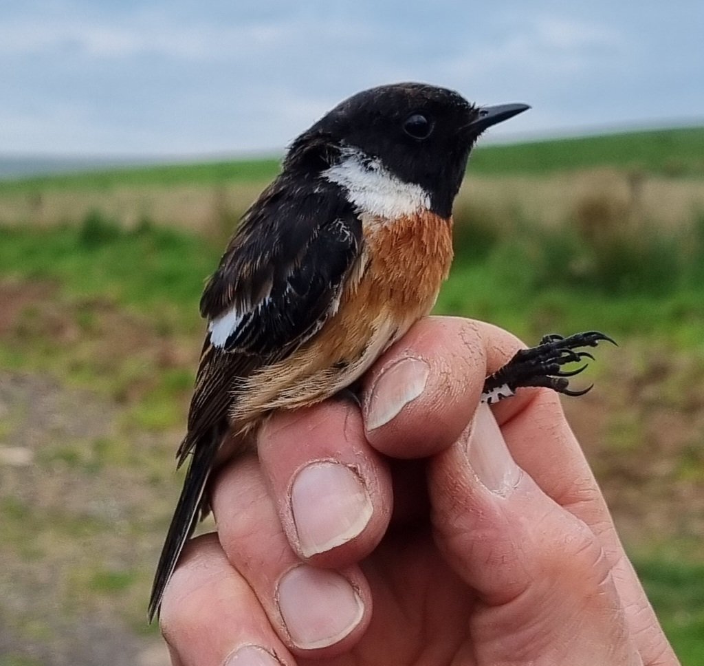 Wee bit of Stonechat colour ringing last night.