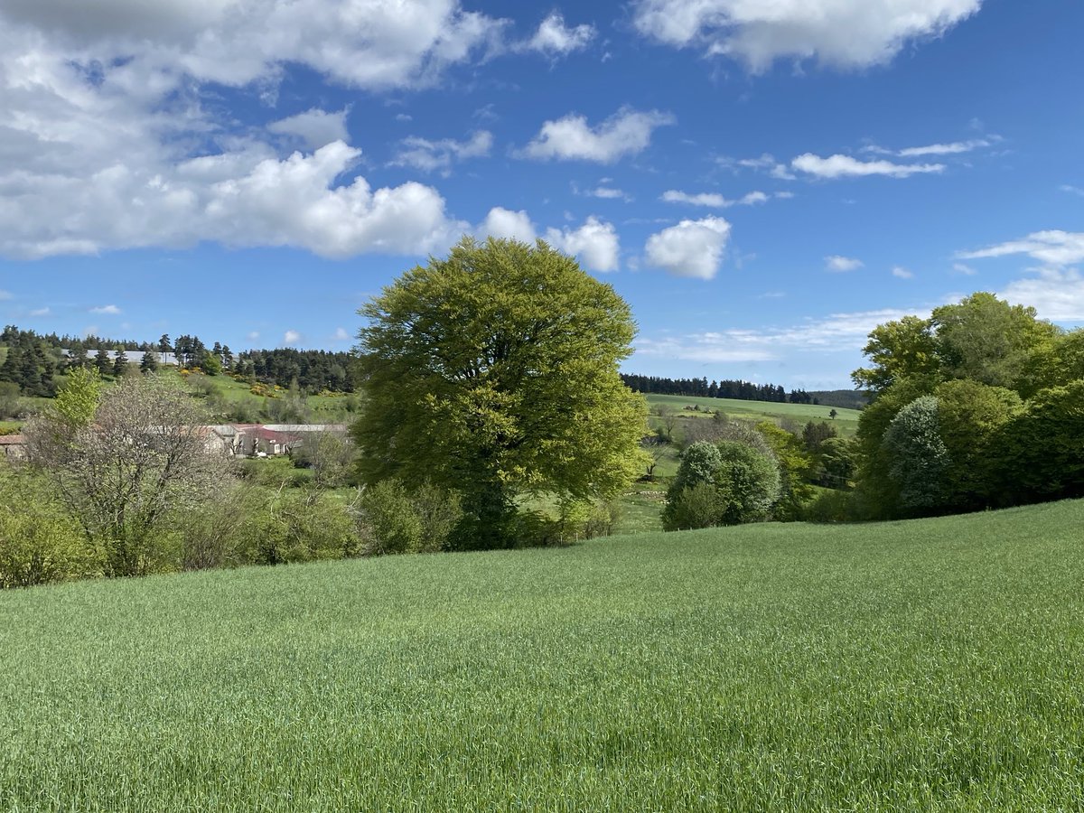 xabisedes's tweet photo. Un arbre remarquable sur le chemin de compostelle ⁦@tillon_laurent⁩ https://t.co/Lc1Sc1tkGu