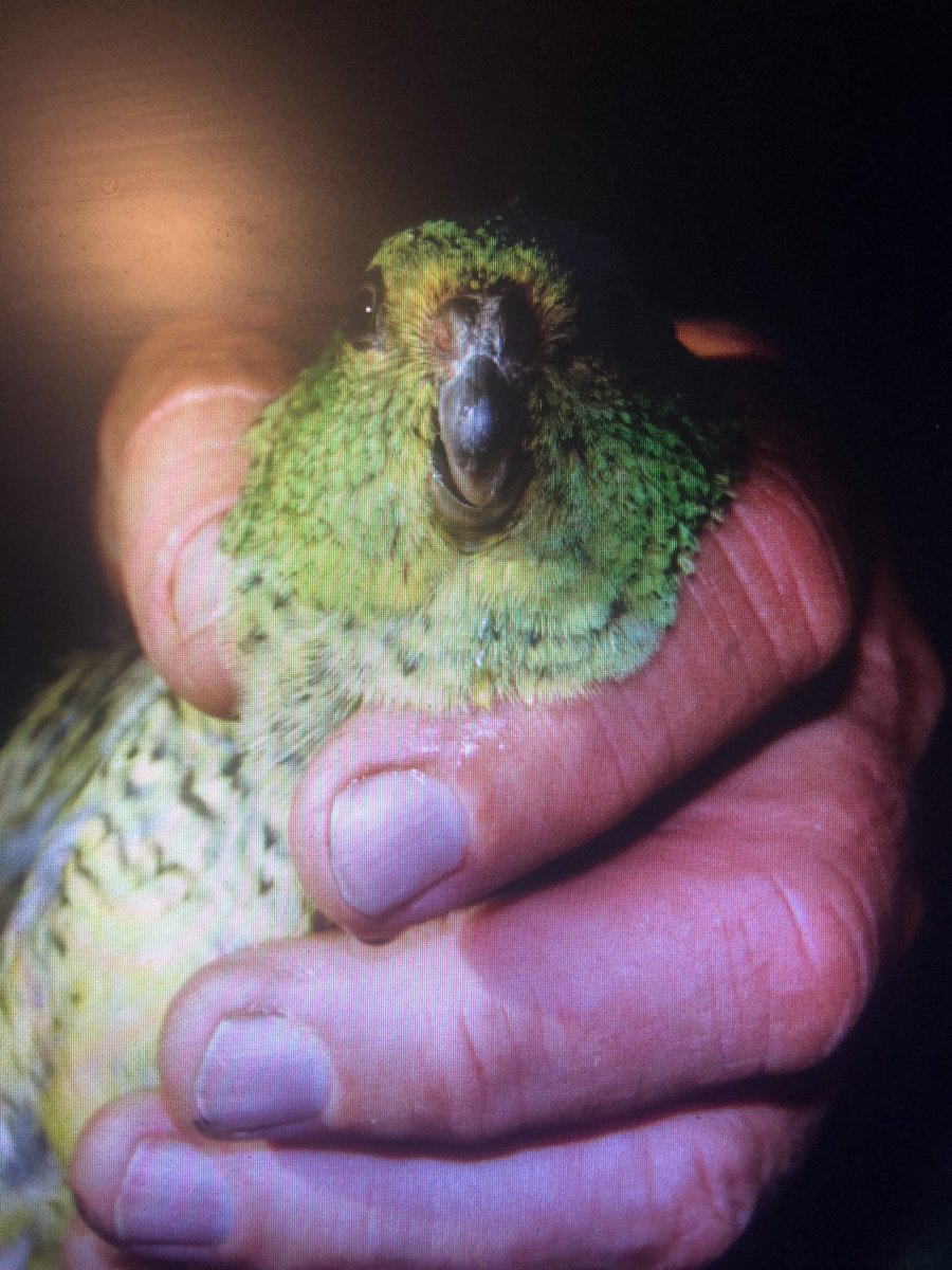 International biodiversity day! Protecting biodiversity of the critically endangered Night parrot is one of our main team’s goals and teachings. @NightParrotWA #internationalbiodivesityday #nightparrot #Endangeredspecies #volunteers 🦜👀