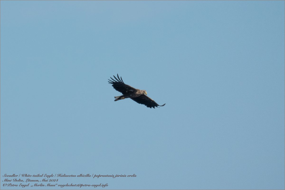 Good Morning 🌔 from 🇱🇹
White-tailed Eagle at the Minė Delta. Have a beautiful day full of #Birds
🇩🇪 Seeadler in Litauen
#BirdsSeenIn2024 in #Lithuania
#birdwatching #naturelovers #BirdTwitter #birdphotography #TwitterNatureCommunity #NaturePhotograhpy