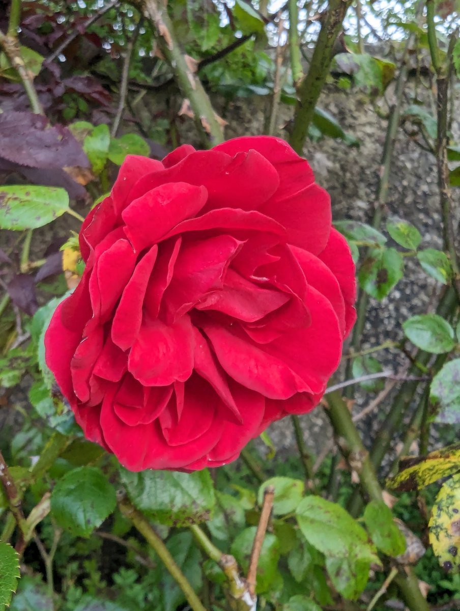 Jim73131158's tweet photo. My first roses of 2024. Sure sign of summer.

#XNatureCommunity #XNaturePhotography #TwitterNatureCommunity #TwitterNaturePhotography #NaturePhotography #NatureBeauty #Flowers #FlowersOfX #FlowersOfTwitter #gardening #gardensoftwitter #rosewednesday https://t.co/ykv1R6hxbR