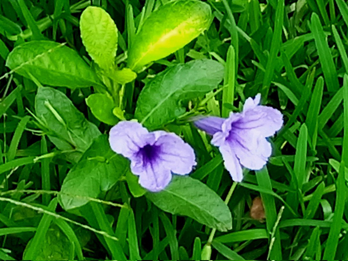 Good morning, friends 
Twin wild flowers
#TwitterNaturePhotography #TwitterNatureCommunity #NaturePhotograhpy #naturelovers 
#photoofday #FlowersOfTwitter 
#photographylovers #PhotographyIsArt