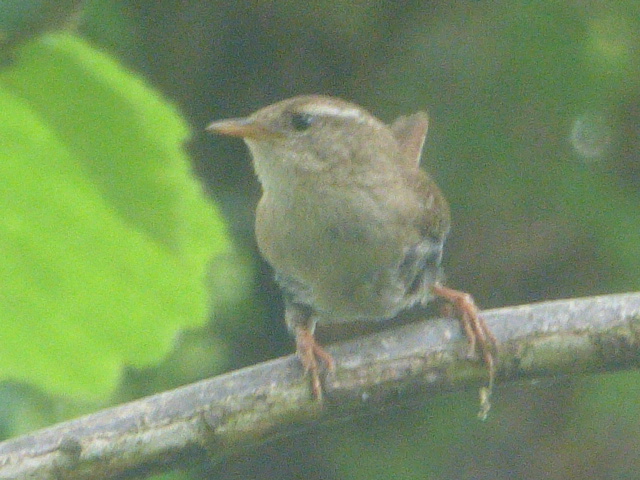 Good  (Cloudy)  Morning  Today  ☁️   

A - Wren - 

Yesterday Afternoon
in our Nearby Park...         

Have a Nice Day !        

#goedemorgenNederland #cloudy #goedemorgen #onweer #weather #spring #haveaniceday #woensdag #Netherlands #weatherupdate #hikingadventures