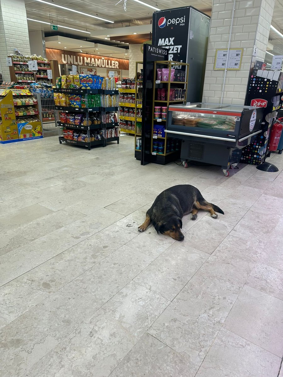 Göktürk migros, et reyonu önünde başıboş köpekler var.  Bu deliliği millete dayatamazsınız

@MigrosHizmet @Migros_Turkiye @ibbzabita
mevzuata göre gıda satılan yerde kopek tutulmaz görevinizi yapın.

@ekrem_imamoglu @istanbulbld
#KöpekleriToplayın Sahiplenilmeyen #KöpekleriUyutun