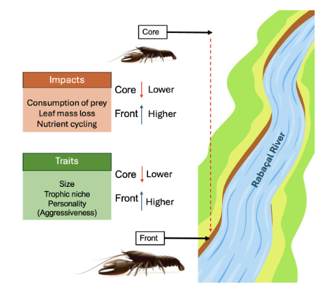 The signal crayfish's invasion gradient reveals distinct intrapopulation differences in biological traits and ecological impacts, highlighting the need for tailored #conservation strategies. 

doi.org/10.3897/arphap… 

#ecology #invasivespecies