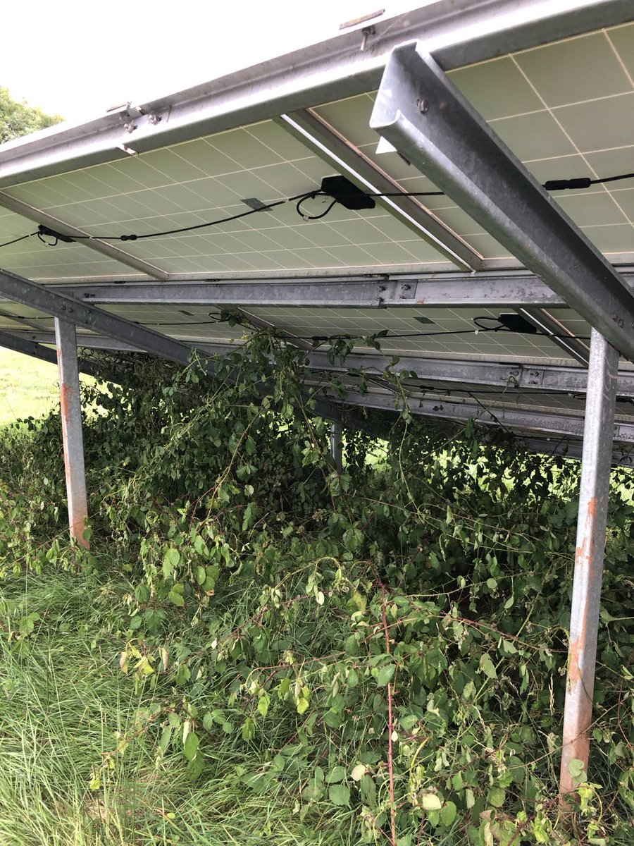 PlanetSaveUK's tweet photo. 🌞🔋 Keep your solar panels efficient by staying on top of weeds! 🌿 

Weeds can block sunlight, reducing the efficiency of your panels. Regular maintenance ensures optimal performance and extends the lifespan of your  investment.

Stay green and maximize your clean energy! 💪✨ https://t.co/8W2R8SWkEF