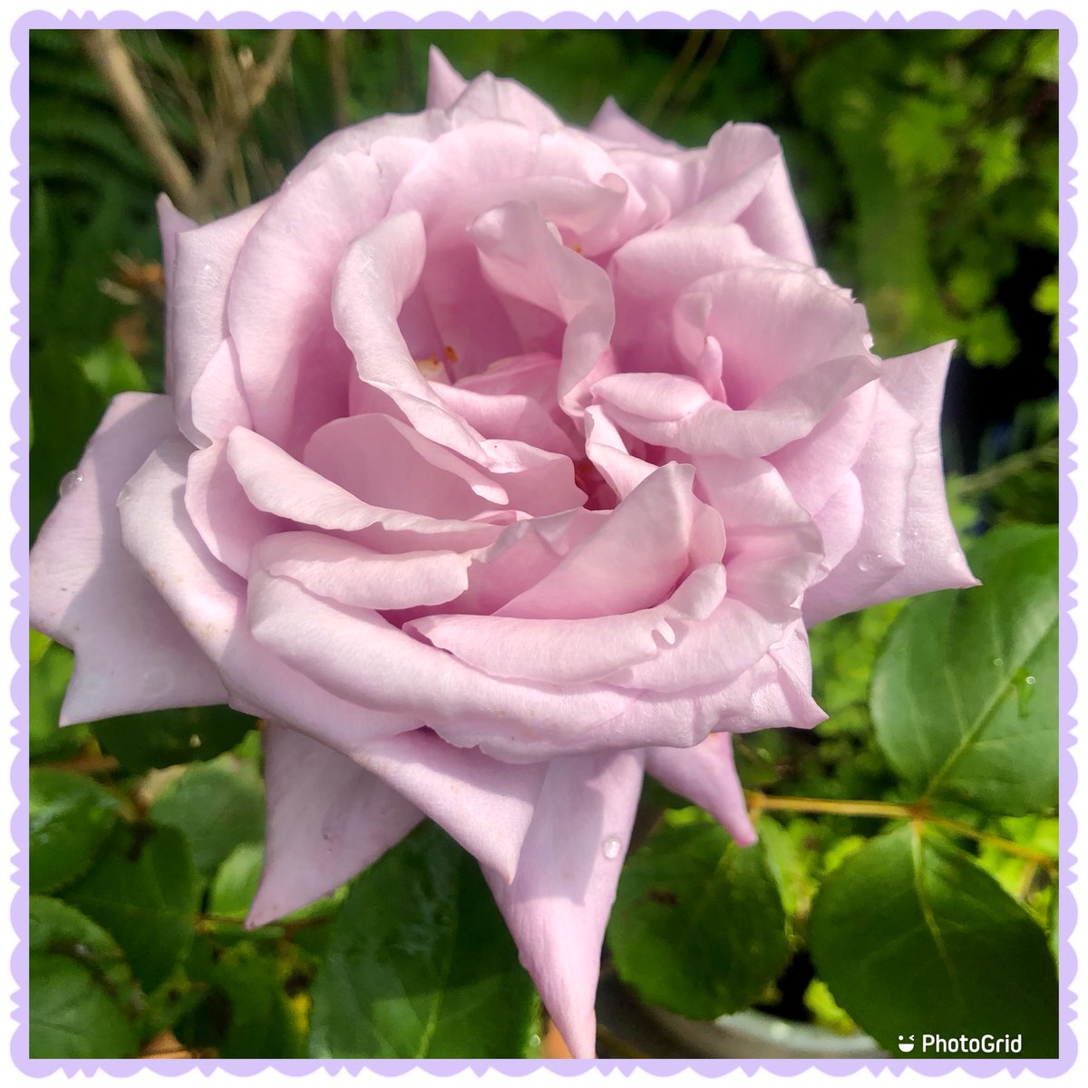 Rose ‘twice in a blue moon’ a massive bloom 💗#RoseWednesday #Roses #Wednesdayvibe #Gardening
