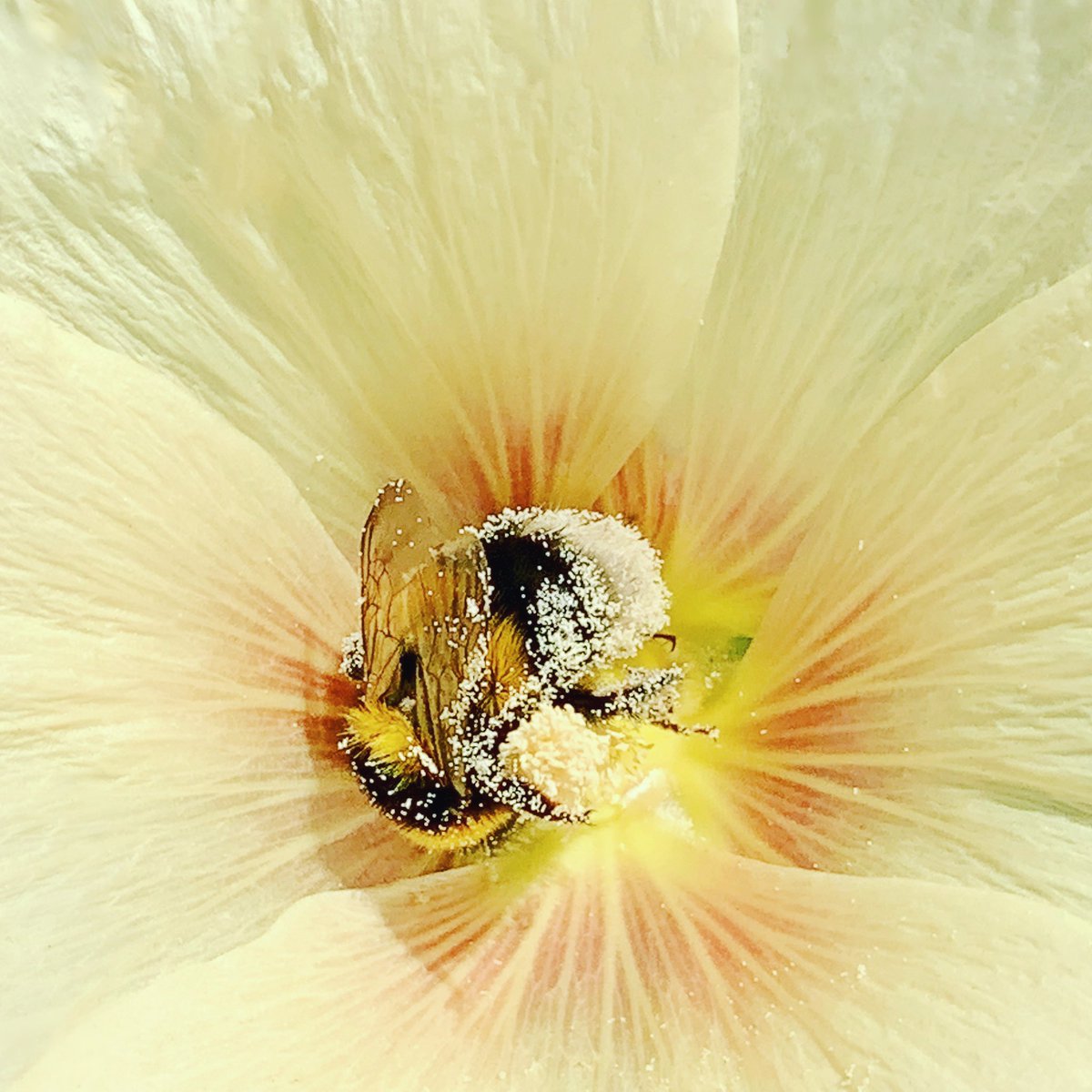 Ja ja, in de bloem met de iPhone op zoek naar bijtjes! Het is weer de tijd van het jaar lieve mensen. 

#shotoniphone 🐝🌼💛
