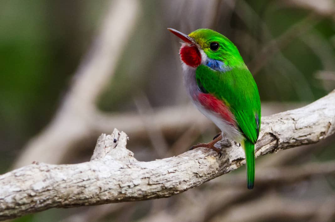 "¡Sé #ParteDelPlan" en el #DíaDeLaBiodiversidad de este año! 🌎 Es necesario frenar y revertir la pérdida de #biodiversidad. #Cuba trabaja en la actualización de sus metas nacionales para enfrentar la pérdida de la biodiversidad. #AmarCubaAmarLaNaturaleza