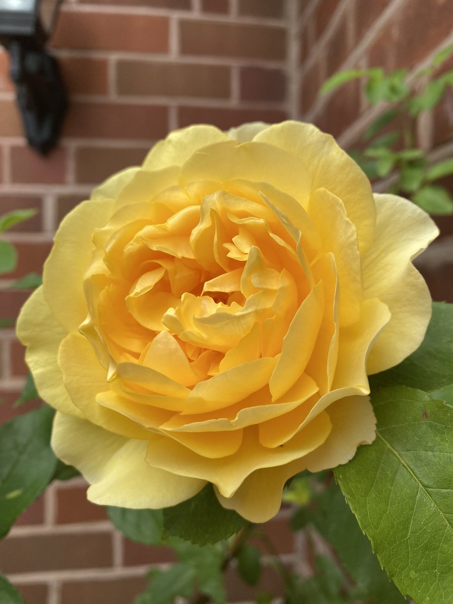 A happy #RoseWednesday everyone. A golden rose this week from gold award winning @DAustinRoses - Graham Thomas 🌼

#GardeningX #Roses #RoseADay #Roses24 #GardeningTwitter #RHSChelseaFlowerShow