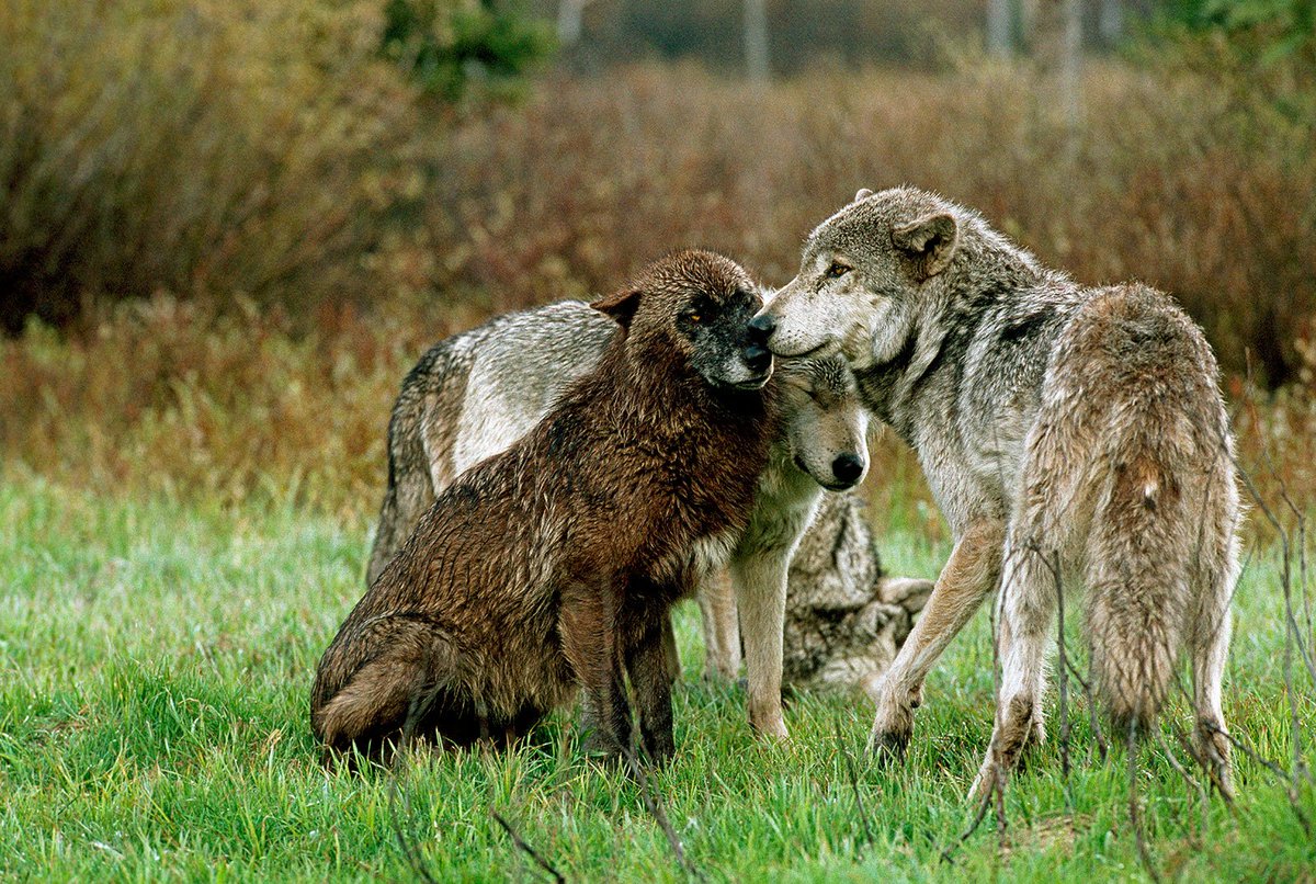 This is an image of a Wolf and its family, that I will post on the page for my Advocacy Project! #UCanimals