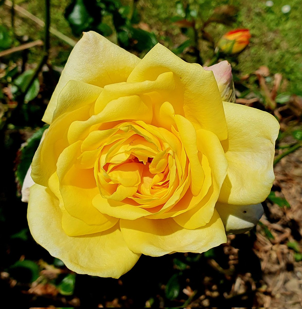 Morning 🙂 
#RoseADay #morning #flowers #GardenRoses #Gardeninglife