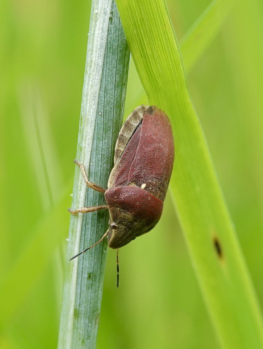 Pleased to see this two shieldbugs recently (both firsts for me):

Woundwort shieldbug
&
Tortoise bug

#InspiredByNature #wildlifephotography #nature #NatureBeauty