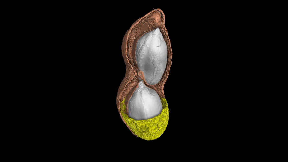 We scanned a peanut roasted in its shell.
#xsightxray #nikonmetrology #microct #xray #industrialxray #xrayinspection #computedtomogrophy #industrialtomography #inspectionservices #3dscanning #ndt #ctscan #xrayct #qualityassurance #3drendering #industrialctscanning