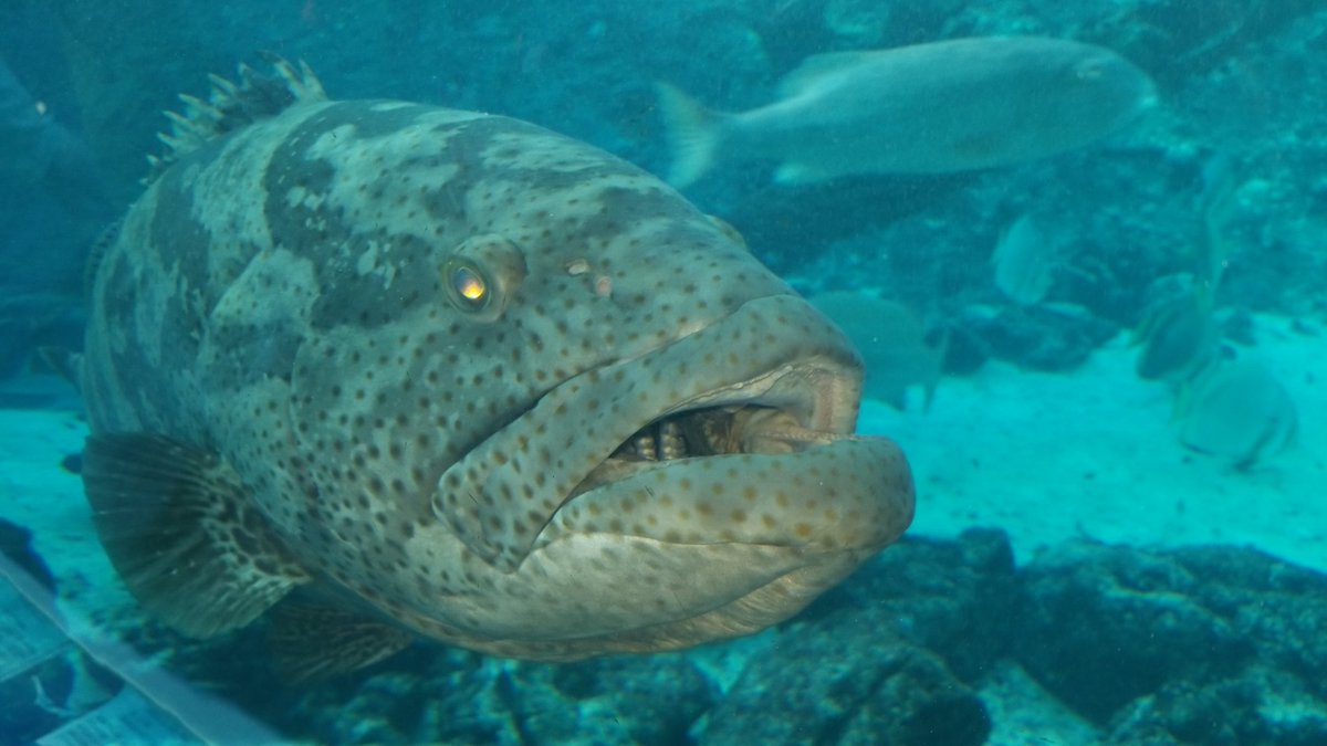 Neal Phillip, Ph.D. (@nhphillip) on Twitter photo Please support our <a href="/CUNY/">The City University of New York</a> <a href="/BCCcuny/">Bronx Comm. College</a> friends at Australian Great Barrier Reef Marine Park Authority by signing this petition to urge the Aussie govt to provide additional funds to rebuild their facility in Townsville, Australia. They hosted our students 2x:
lnkd.in/g9x33-ji Please support our <a href="/CUNY/">The City University of New York</a> <a href="/BCCcuny/">Bronx Comm. College</a> friends at Australian Great Barrier Reef Marine Park Authority by signing this petition to urge the Aussie govt to provide additional funds to rebuild their facility in Townsville, Australia. They hosted our students 2x:
lnkd.in/g9x33-ji