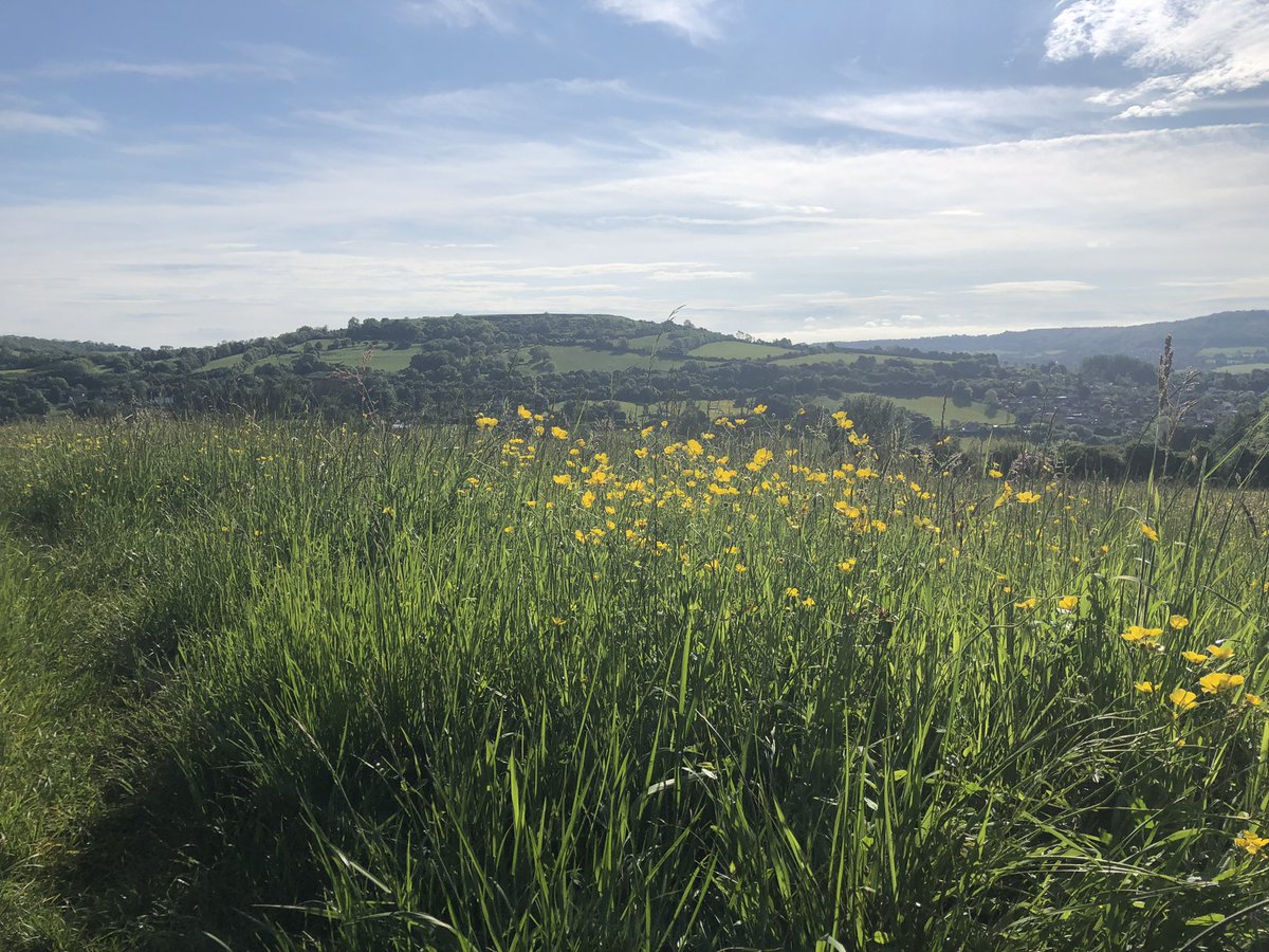 Lovely to see this classic haymeadow spring into life, overlooked by Little Solsbury Hill #HillfortsWednesday