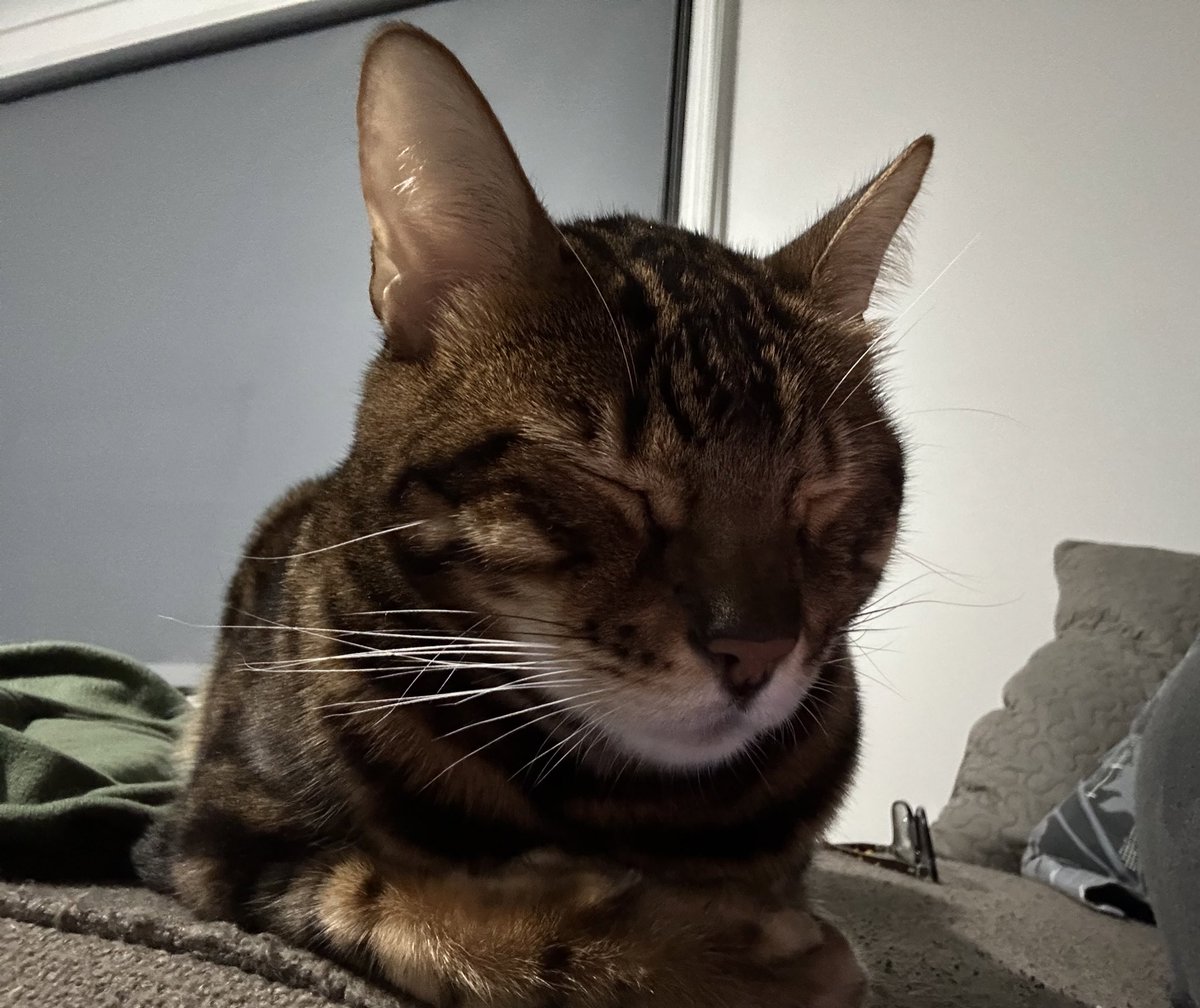 Bel_okS's tweet photo. Galahad and Eggsy: 
Happy #whiskerswednesday 
We’re busy helping mum recover from some sickies. https://t.co/St5pF6S21c