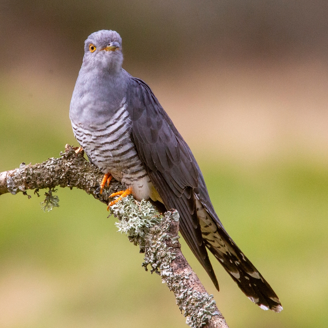 The cuckoo is a summer visitor that arrives in the UK in late March or April. They are famously a 'brood parasite', meaning that they lay their eggs in the nests of other birds, fooling other species to raise their young. Have you heard any calling cuckoos this spring? 👂