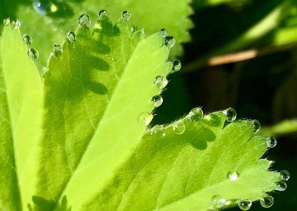 With some overnight rain… the Lady’s Mantle sparkles💎💧🌿 Enjoy your day ☕️ for us there is rain on the way! #Foliage #ThePhotoHour