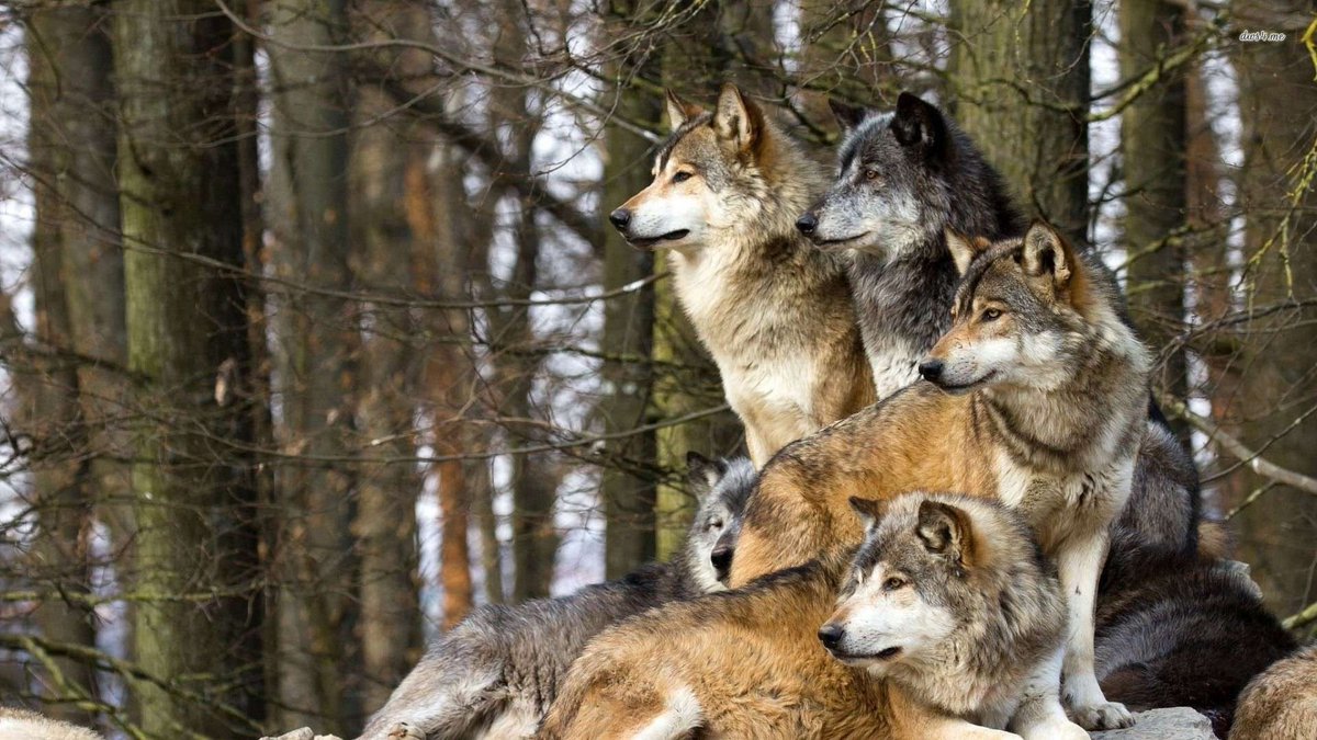 This is an image of a Wolf Pack that I will use for my Advocacy Project! #UCanimals