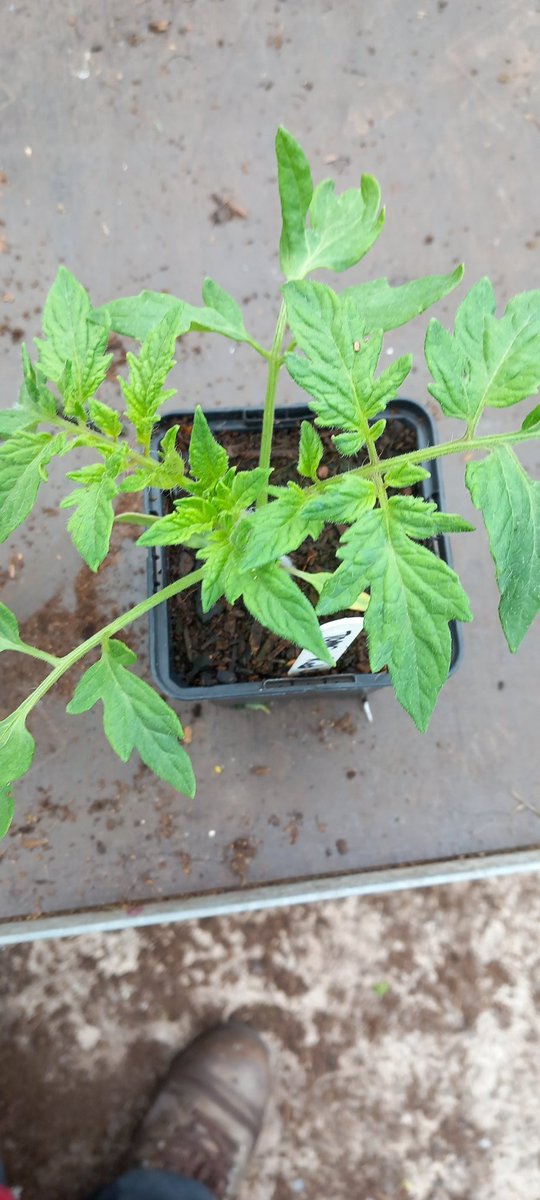 We don't grow tomato plants but I always grow a few for myself. This year owing to the weather our own seedlings were behind so fg bought a few from a garden centre. Here is how they look today compared with our own. I will plant them in 25l pots today