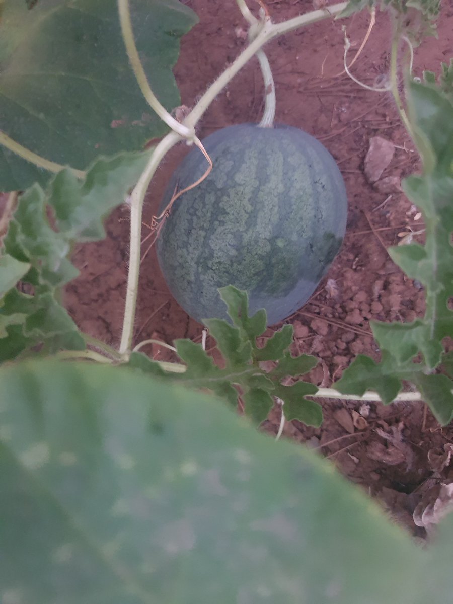 Sugar baby watermelon.
Disappointing variety. Lots of seeds and dry flesh.

#watermelon #homegarden