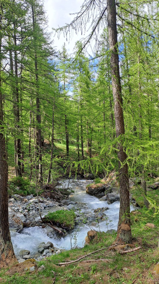 Dans une forêt de Mélèzes qui se reveillent pour le printemps. 
#forêt #Mélèzes #alpes #montagne #hautesalpes