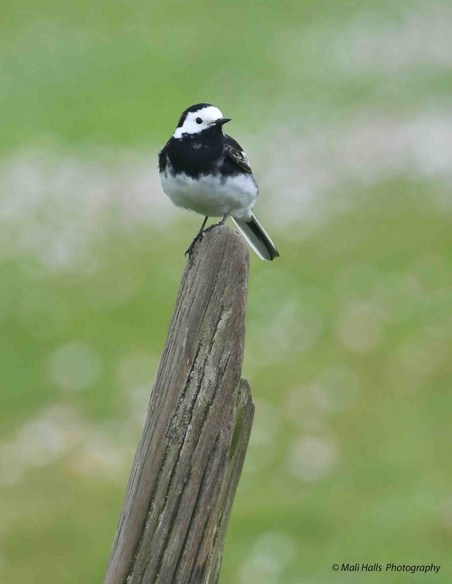 Pied Wagtail. Bird on a stick, LOL #BirdTwitter #Nature #Photography #wildlife #birds #TwitterNatureCommunity #birding #NaturePhotography #birdphotography #WildlifePhotography #Nikon