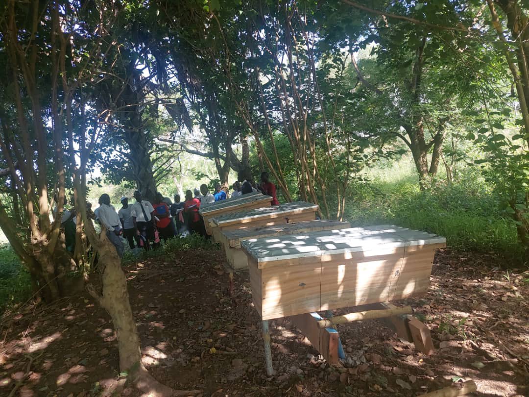 Bee keeping is one of the untapped business potentail that is environmental friendly and sustainable. These are some of the ventures that @UGgov and @MAAIF_Uganda should prioritize to bring youth into money economy.