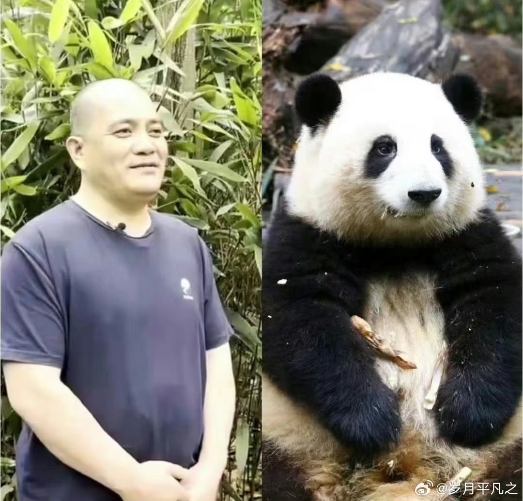 thanh40180's tweet photo. Hua Hua and her grandpa Tan #huahua #panda #aninal #cute https://t.co/OdfdjiUU4z