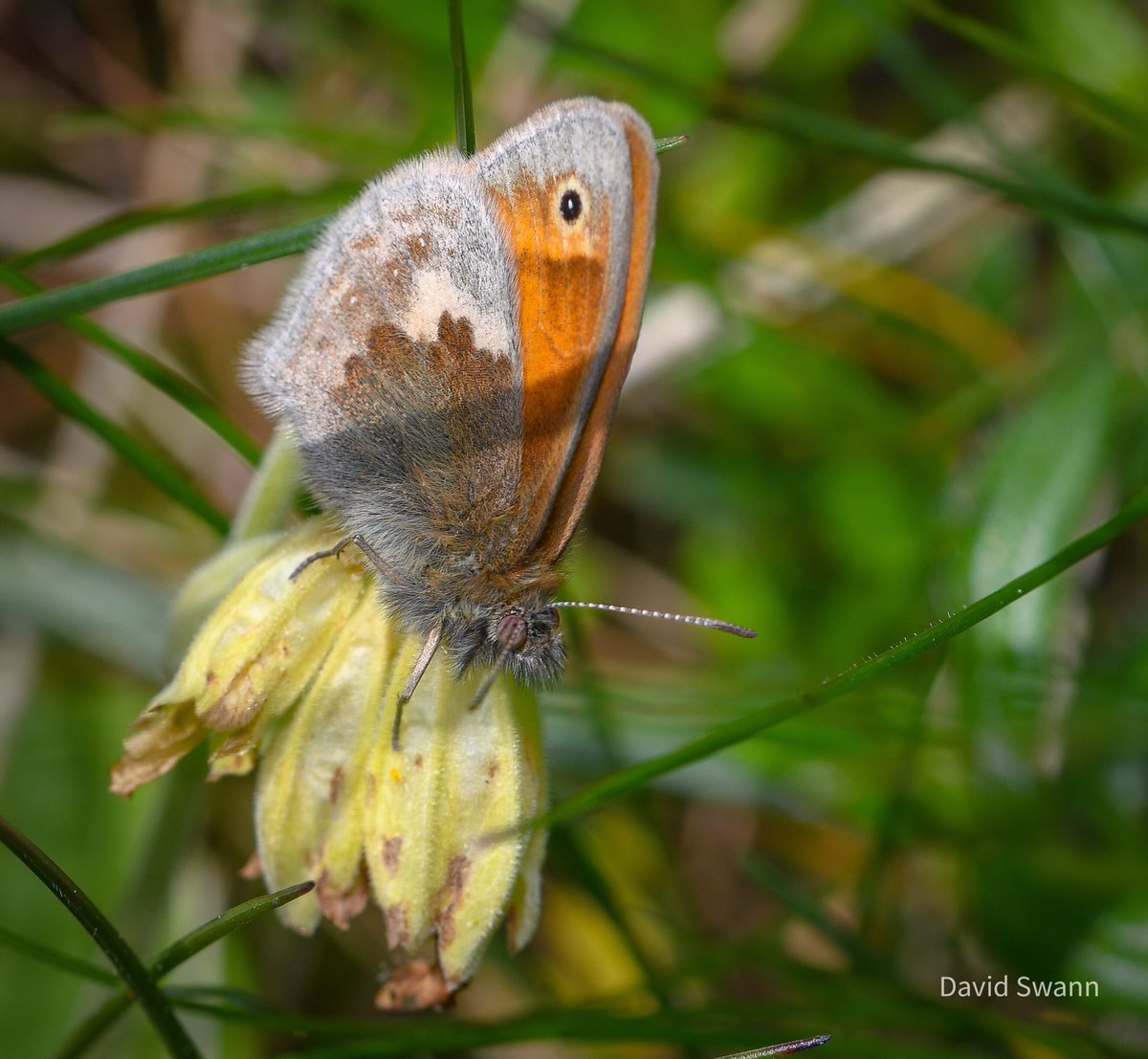 David Swann tweet media