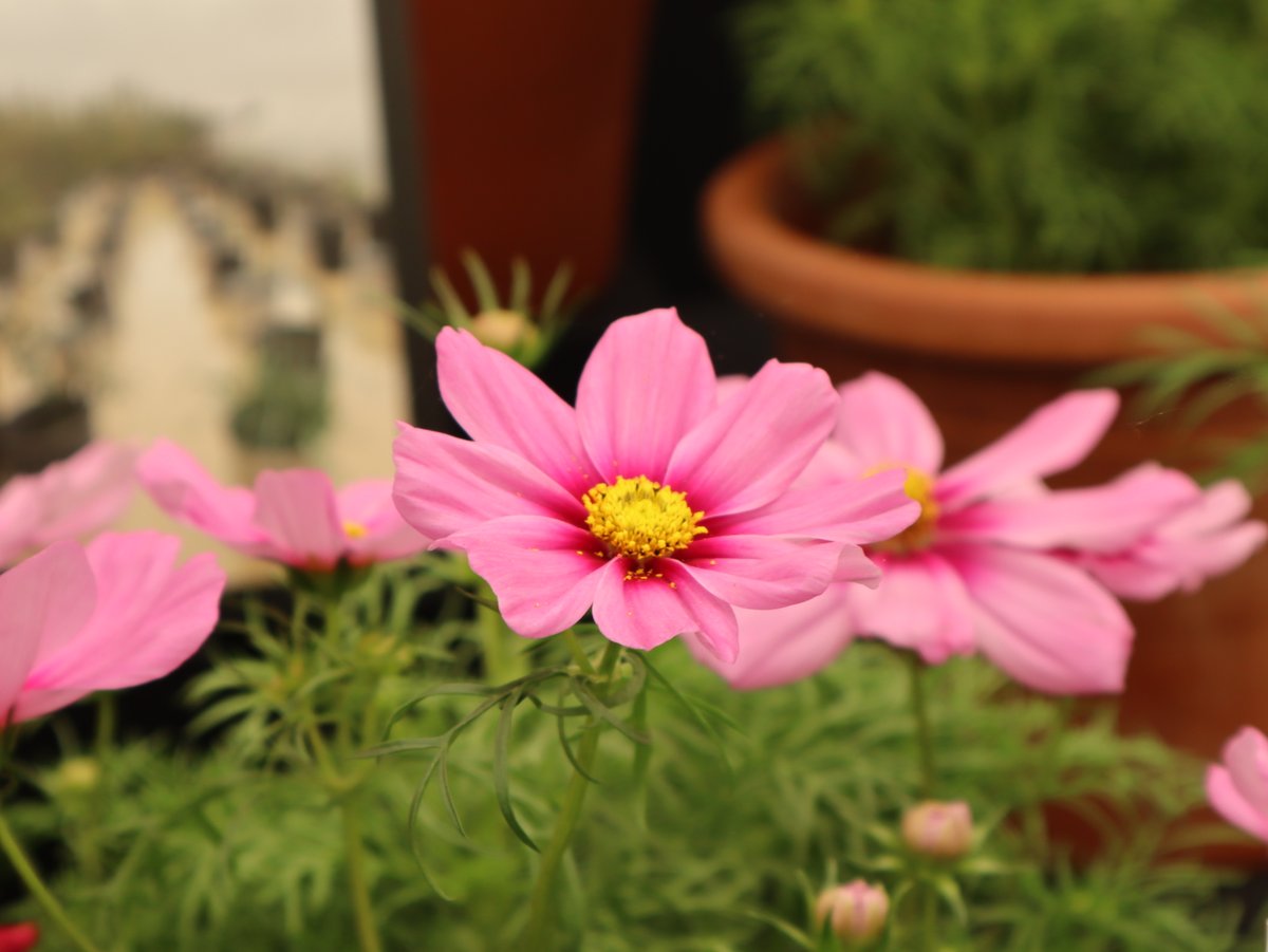 From flood to flowers - colourful Cosmos @The_RHS #ChelseaFlowerShow by National Collection Holder Jonathan Sheppard - RHS Silver medal. Emphasis on #sustainability & #peatfree Cosmos bipinnatus 'Apollo Rose with Eye' #horticulture #plants #cosmos #NationalPlantCollection