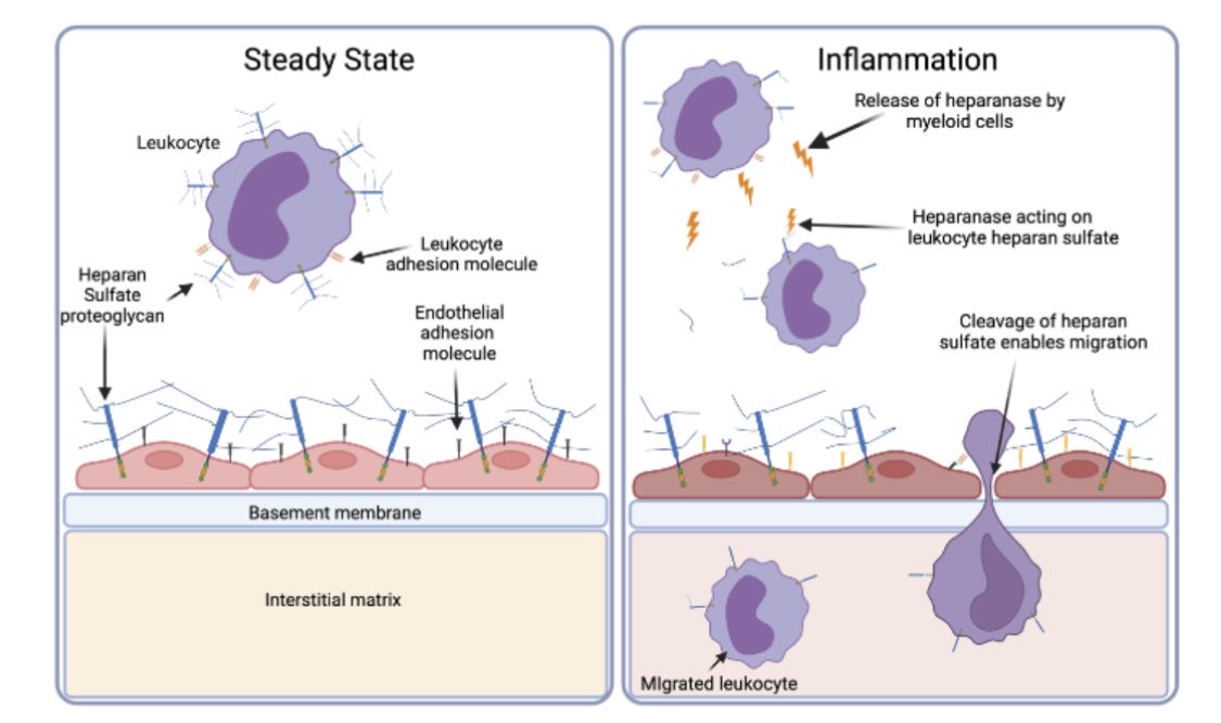 Megan Priestley (@megtriesscience) on Twitter photo Excited to share that my first first-author paper is now on <a href="/biorxivpreprint/">bioRxiv</a> !
Here we’ve shown that leukocytes have a heparan sulfate glycocalyx that regulates their recruitment into skin during inflammation 🦠 🏃🏻♀️🩸
<a href="/douglaspdyer/">Douglas Dyer</a> <a href="/SaundersLab1/">The Saunders Lab</a>
biorxiv.org/content/10.110… Excited to share that my first first-author paper is now on <a href="/biorxivpreprint/">bioRxiv</a> !
Here we’ve shown that leukocytes have a heparan sulfate glycocalyx that regulates their recruitment into skin during inflammation 🦠 🏃🏻♀️🩸
<a href="/douglaspdyer/">Douglas Dyer</a> <a href="/SaundersLab1/">The Saunders Lab</a>
biorxiv.org/content/10.110…