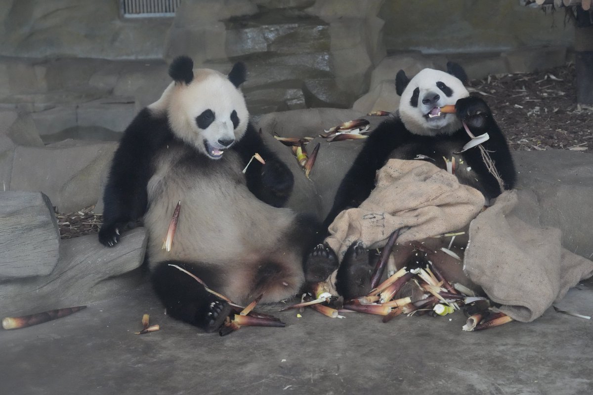 お久しぶりの润玥ちゃん🐼艾玖ちゃん🐼もうすぐ4歳だけど🫢立派な体格だけど🤣まだ一緒に暮らしてた！
2024年4月
#潤玥   #runyue 左
#艾玖  #aijiu  右(たぶん)
#成都大熊猫繁育研究基地
#ジャイアントパンダ  #大熊猫 
#giantpandas