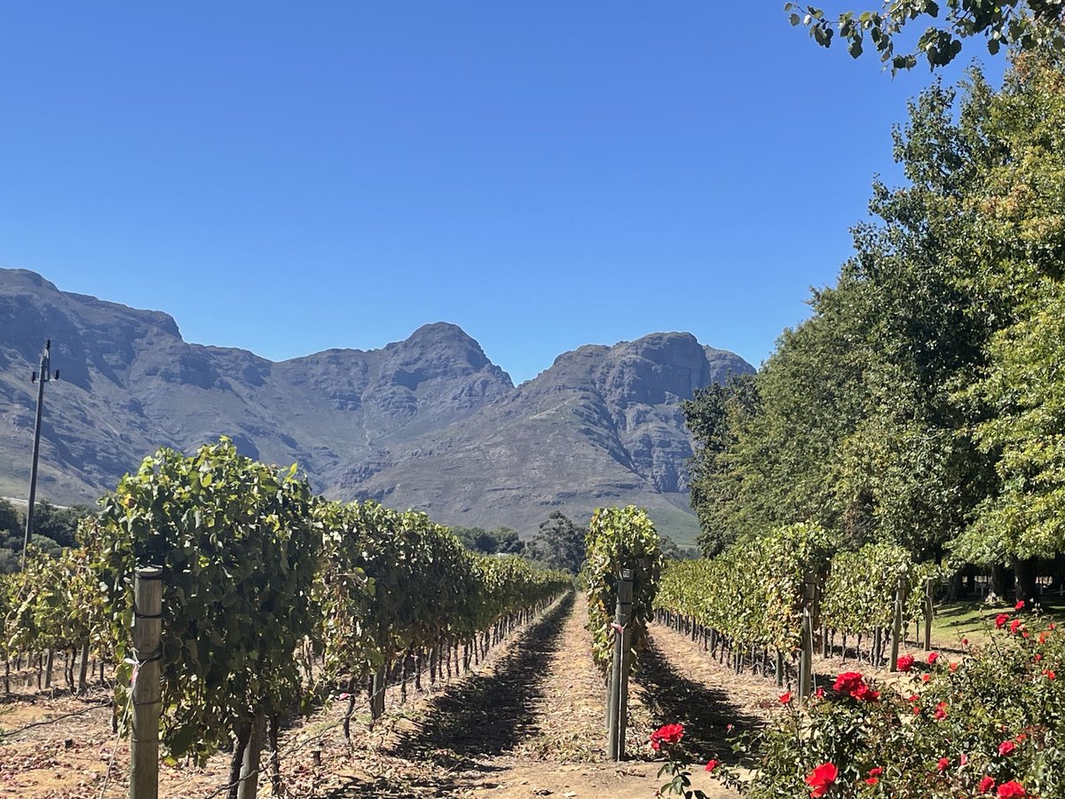 Stellenbosch, Western Cape. Unfortunately it is not like this in the UsL today!
