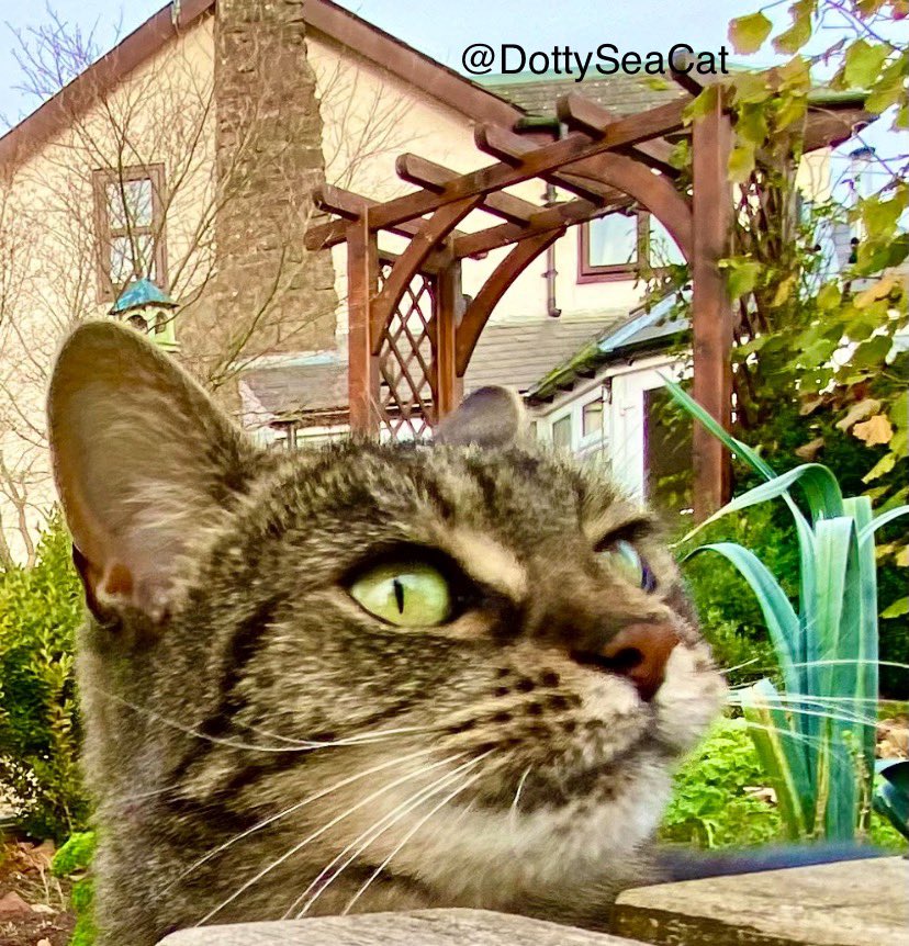 A quick #Hedgewatch for #whiskersWednesday before it starts raining again! #XCats #CatsofTwitter #cats🌳☔️🤗